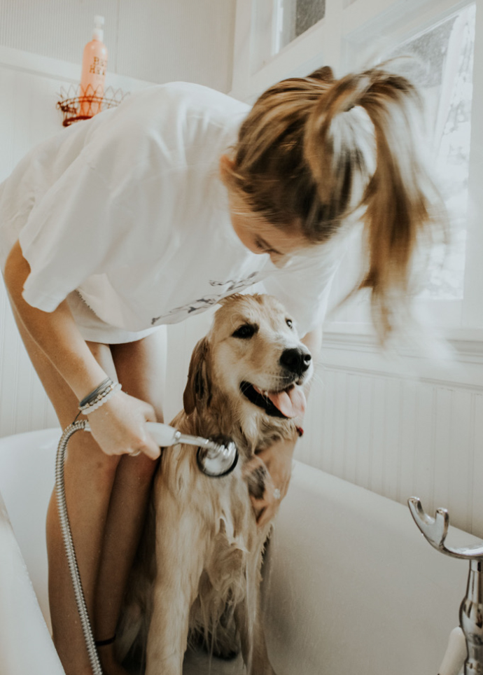 alimento-premium-para-el-alma-de-tu-mascota-y-la-familia-soulpetfood