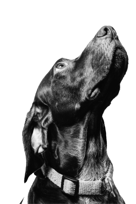 alimentacion premium para perros de todas la razas y tamanos